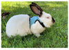 Breathable Rabbit Harness & Leash Set – Multi-Color Adjustable Vest Carrier