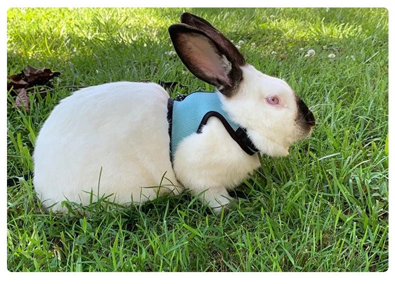 Breathable Rabbit Harness & Leash Set – Multi-Color Adjustable Vest Carrier