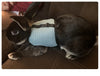 Breathable Rabbit Harness & Leash Set – Multi-Color Adjustable Vest Carrier